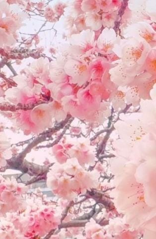 「桜」04/07(日) 17:38 | 琥珀さきの写メ日記