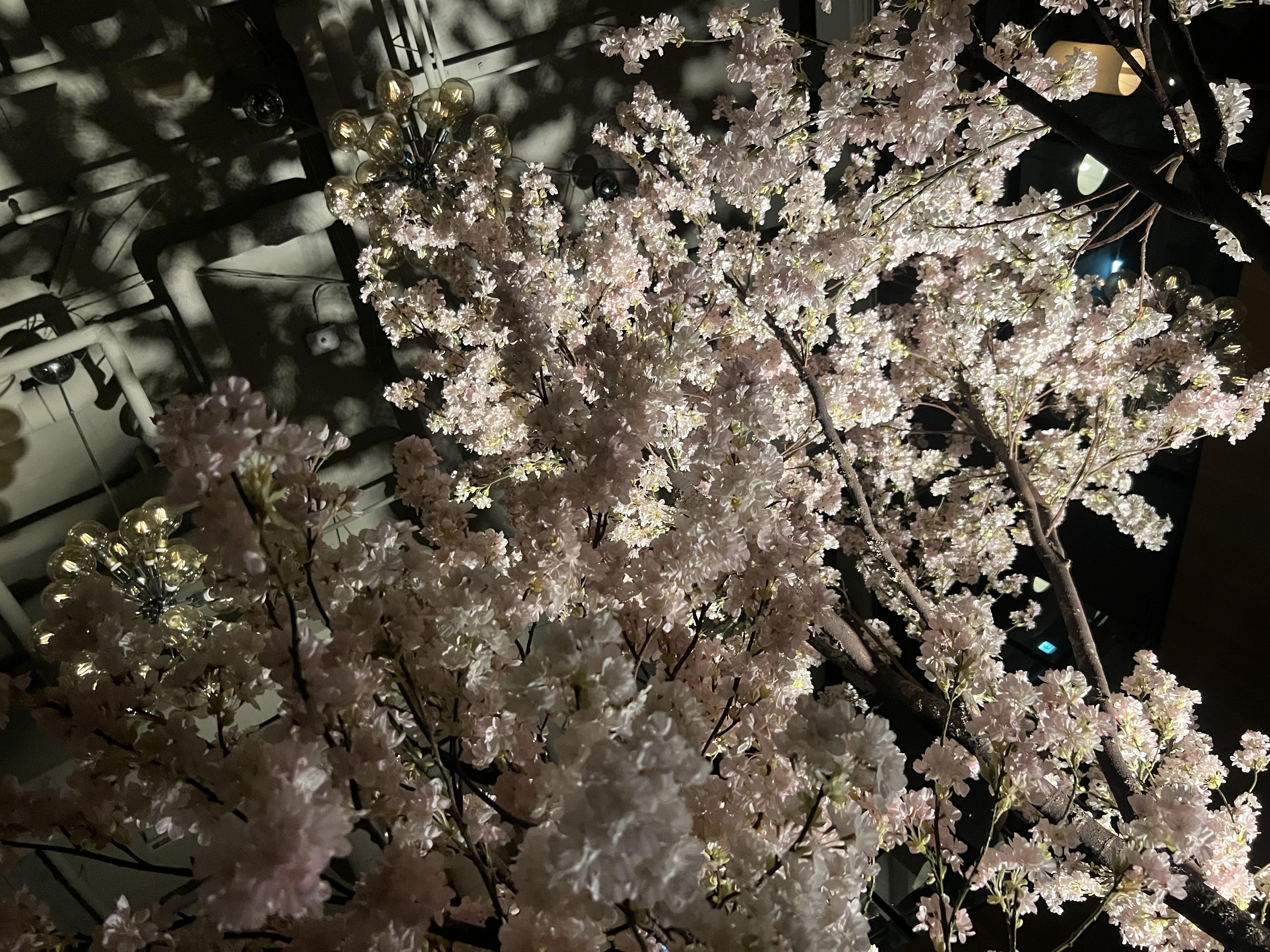 「満開の桜」04/07(日) 18:22 | まりあの写メ日記