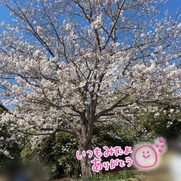 「桜」04/08(月) 10:39 | 香織(かおり)の写メ