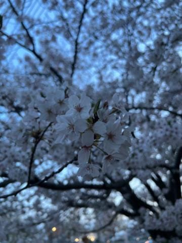 「大好きな桜」04/08(月) 12:03 | 堕姫(ダキ)☆STANDARDの写メ日記
