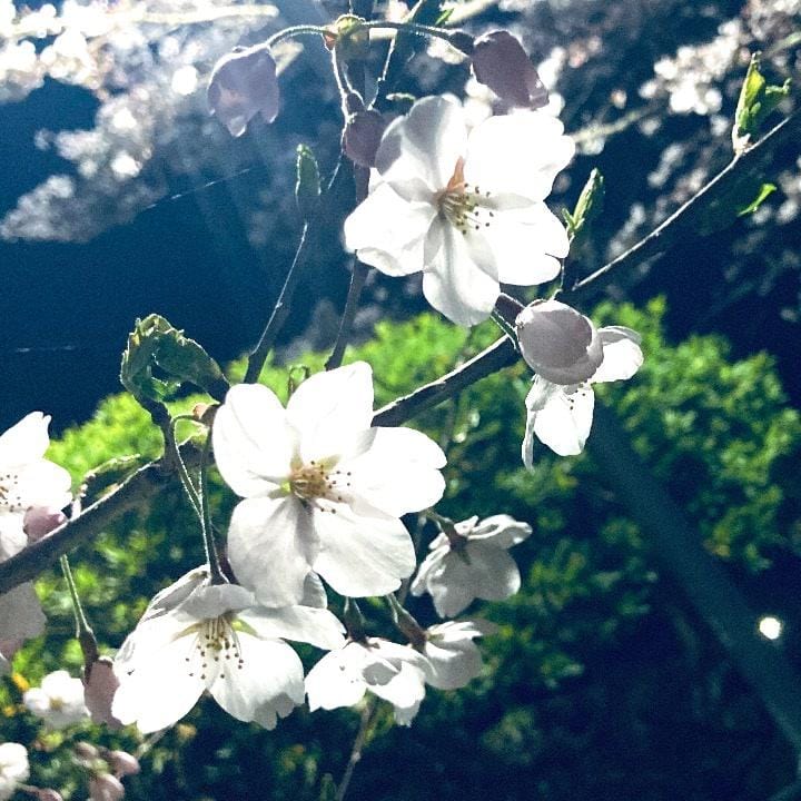 「夜桜」04/08(月) 16:41 | 激レア！咲(さき)の写メ