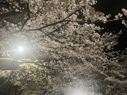 「桜」04/09(火) 04:26 | いちろの写メ日記