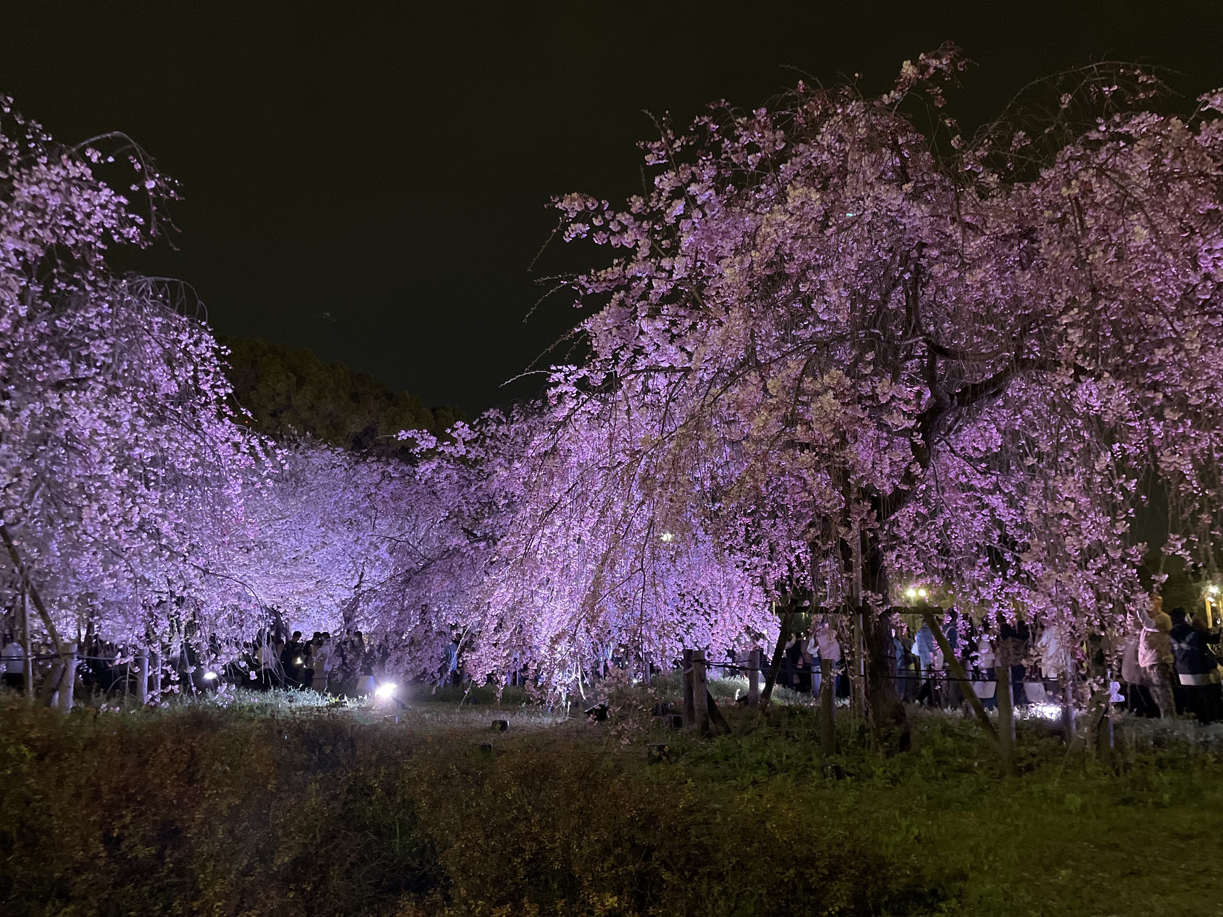 「夜桜」04/09(火) 10:16 | 愛唯の写メ日記