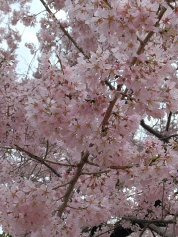「桜綺麗だった」04/09(火) 10:57 | 千幸　かほの写メ日記