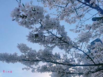 「桜」04/09(火) 12:10 | りなの写メ日記