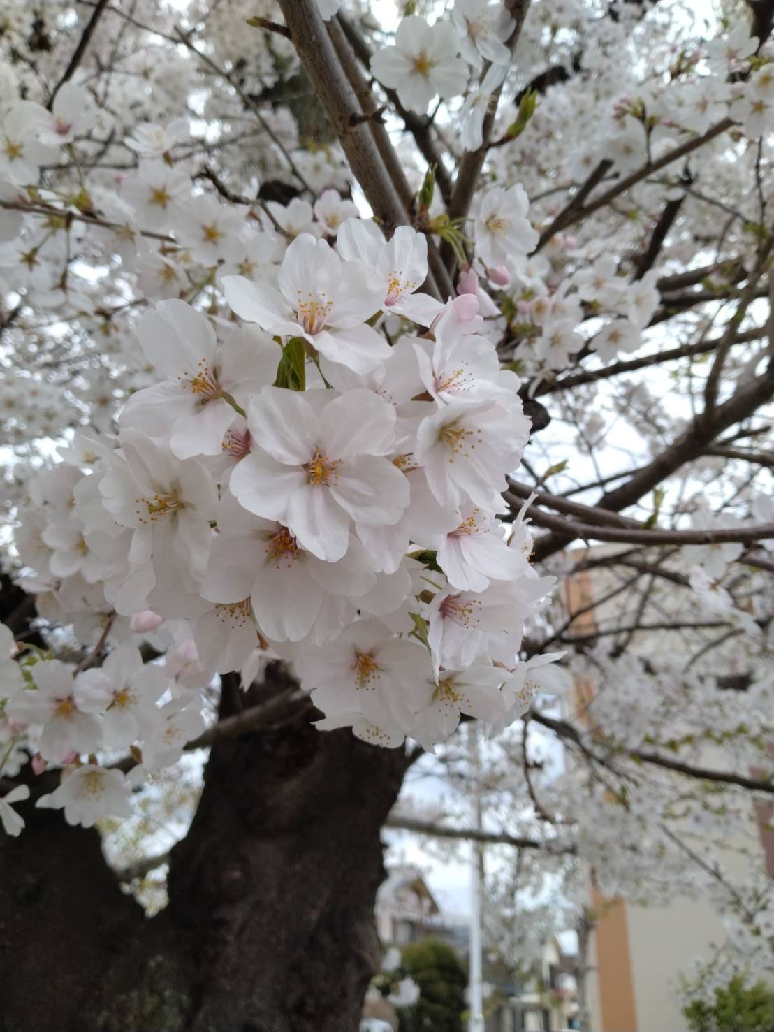 「桜は綺麗だけど花粉症つらーい」04/09(火) 12:43 | 道重　さゆりの写メ日記