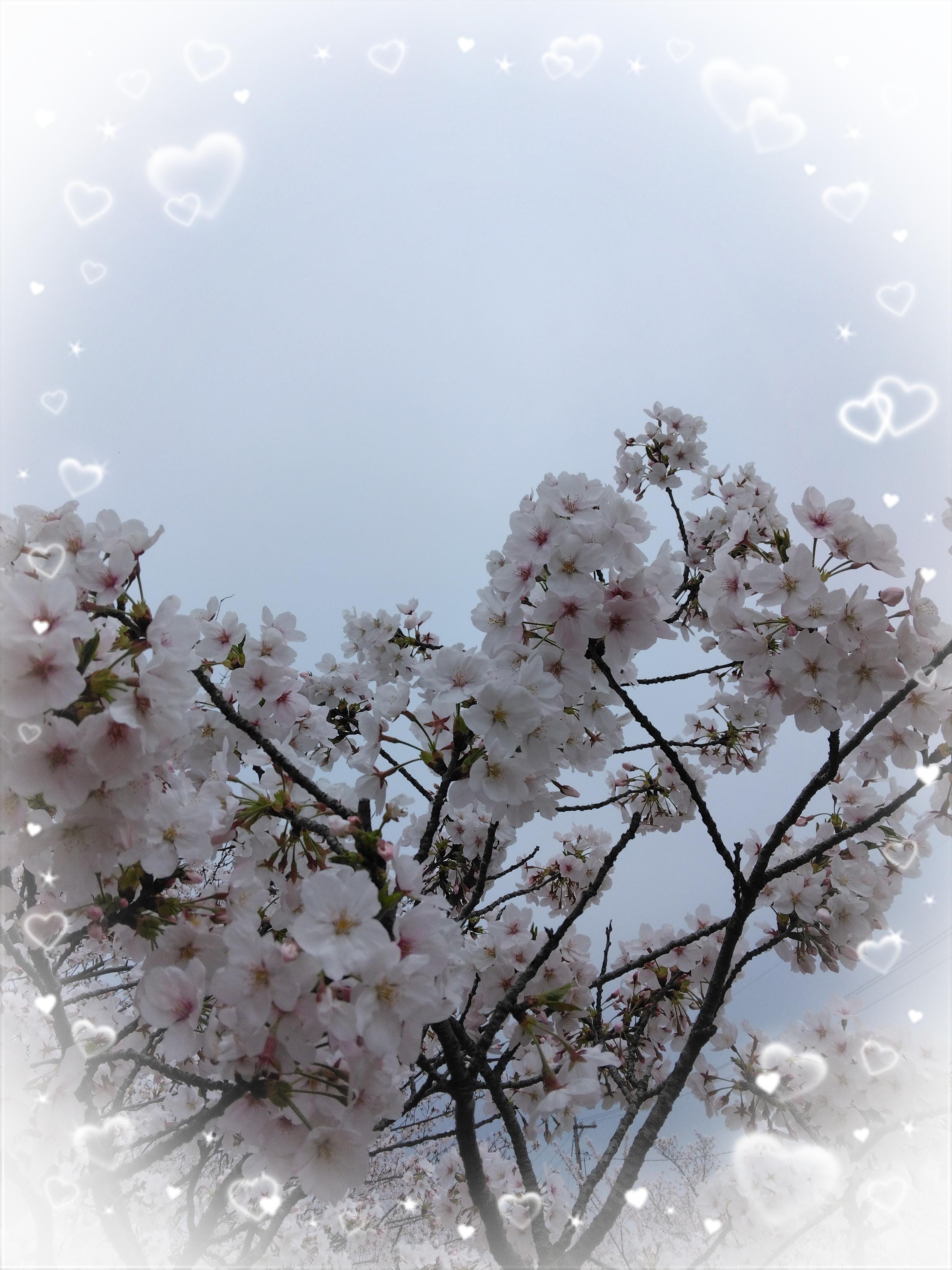 「新年度」04/09(火) 12:46 | 野島紫乃の写メ日記