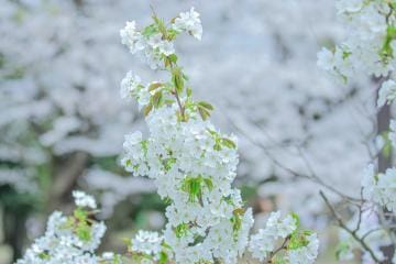 「桜」04/09(火) 14:16 | りなの写メ日記