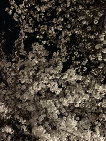 「夜桜が綺麗でした」04/09(火) 18:11 | いちか☆☆の写メ日記