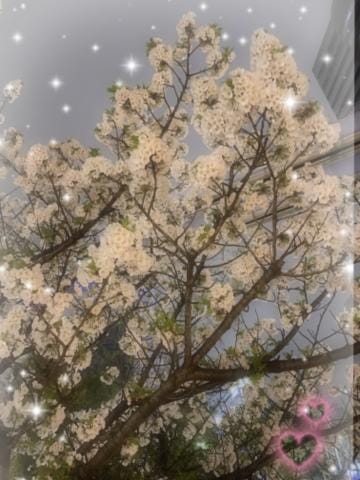「桜が綺麗ですね」04/10(水) 12:53 | あすなの写メ日記