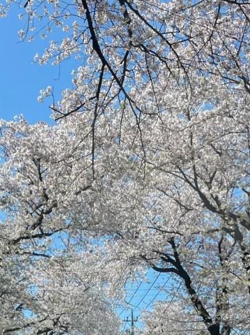 「桜♡」04/10(水) 13:03 | ひまりの写メ日記