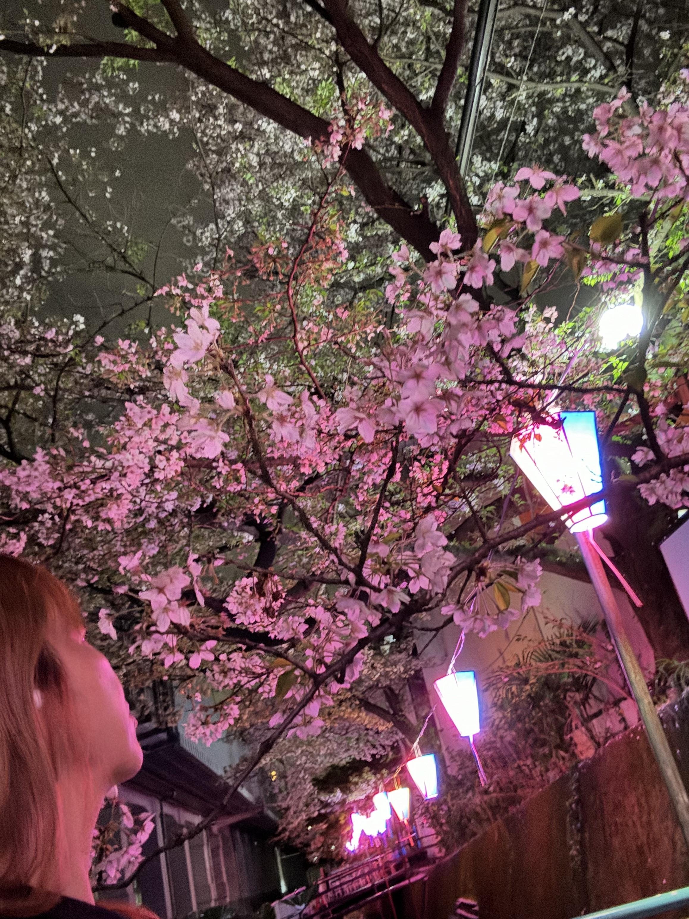 「夜桜を見ながら」04/10(水) 15:29 | ひなの写メ日記