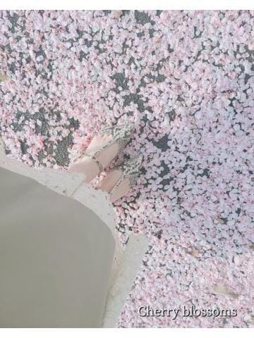 「桜の絨毯」04/10(水) 17:22 | 立花はづき【割引対象外レディ】の写メ日記