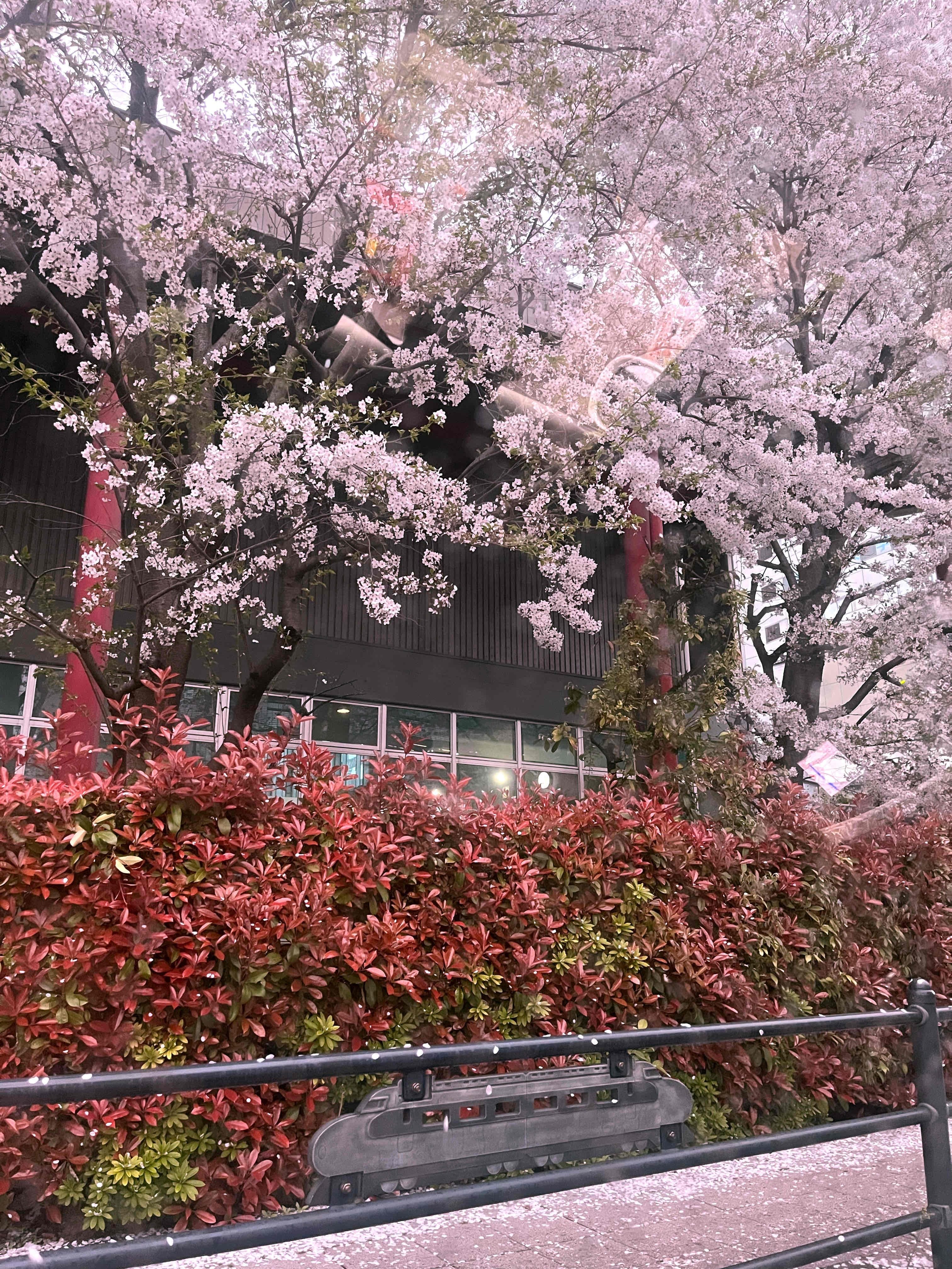 「4/10(水)桜と雨♥」04/10(水) 23:35 | 菜乃香／なのかの写メ日記