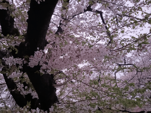 「桜」04/11(木) 04:54 | ヒロセの写メ日記