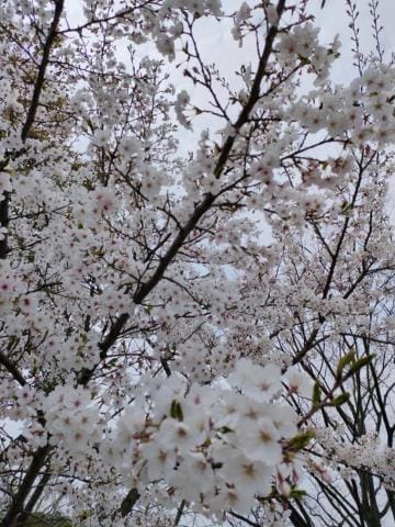 「桜」04/11(木) 08:27 | あおばの写メ日記