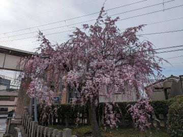 「桜」04/11(木) 12:14 | みなみの写メ日記