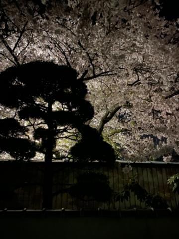 「夜桜」04/11(木) 14:27 | 【オトコの娘】海野まりんの写メ日記