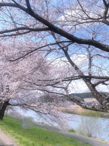 「桜の季節の歌といえば？」04/11(木) 15:04 | かえでの写メ日記