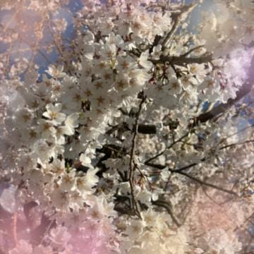 「桜を見に」04/11(木) 15:20 | えまの写メ日記