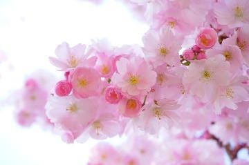 「桜」04/11(木) 16:02 | れむの写メ日記