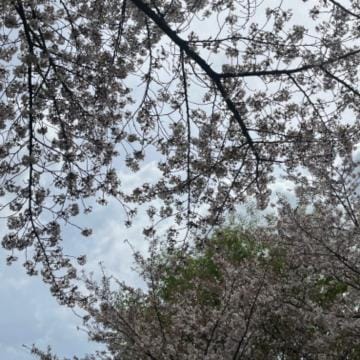 「桜」04/11(木) 18:39 | 優那/ゆうなの写メ日記