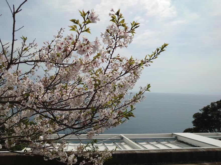 「完熟ばなな川崎店ふじよです　桜と海の組み合わせは」04/12(金) 11:18 | ふじよの写メ日記