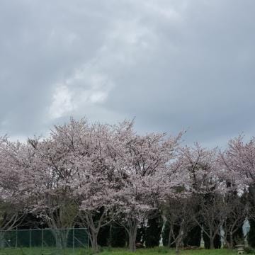 「桜～」04/12(金) 12:31 | 松山の写メ日記