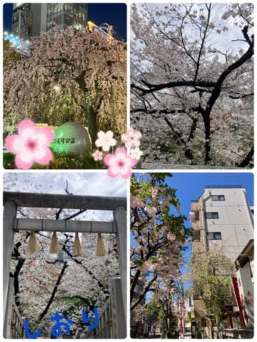 「桜」04/12(金) 13:22 | しおりの写メ日記