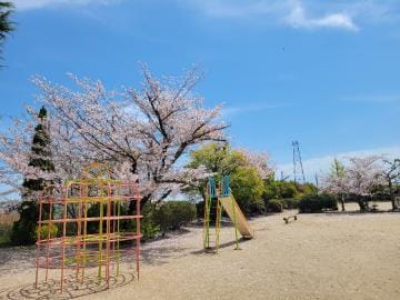 「♡桜♡」04/12(金) 14:05 | そら　体験の写メ日記