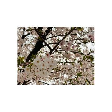 「Sakura.」04/12(金) 16:33 | なな～完全無欠美女の写メ日記