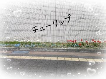「好きなお花」04/12(金) 23:03 | らむの写メ日記