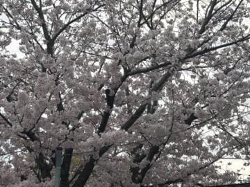 「桜？」04/12(金) 23:22 | なるみの写メ日記