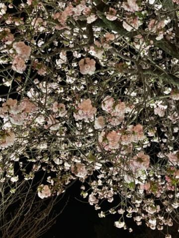 「夜桜♡」04/13(土) 19:53 | いずみ【大人女子】の写メ日記