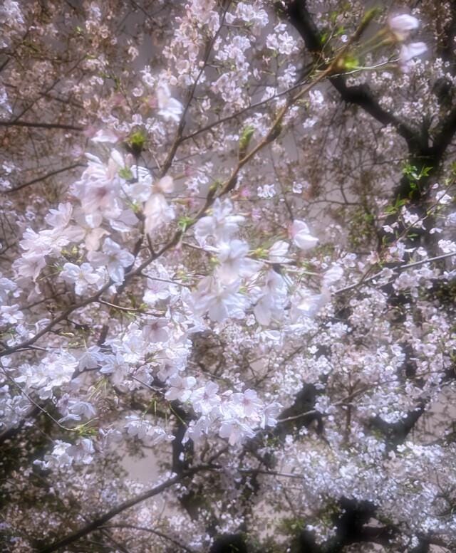 「夜桜」04/13(土) 21:12 | ももの写メ日記