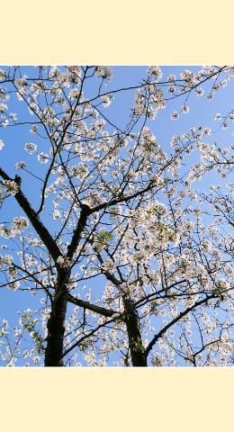 「今年の桜」04/14(日) 07:39 | さや姫の写メ日記