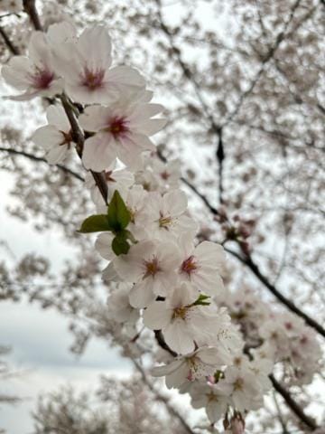 「こんにちは⭐︎」04/14(日) 11:31 | 上江洲　りかの写メ日記