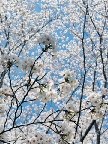 「桜」04/14(日) 18:39 | 真飛 聖の写メ日記