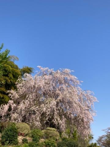 「初夏みたいな春☘️」04/14(日) 21:48 | ましろの写メ日記