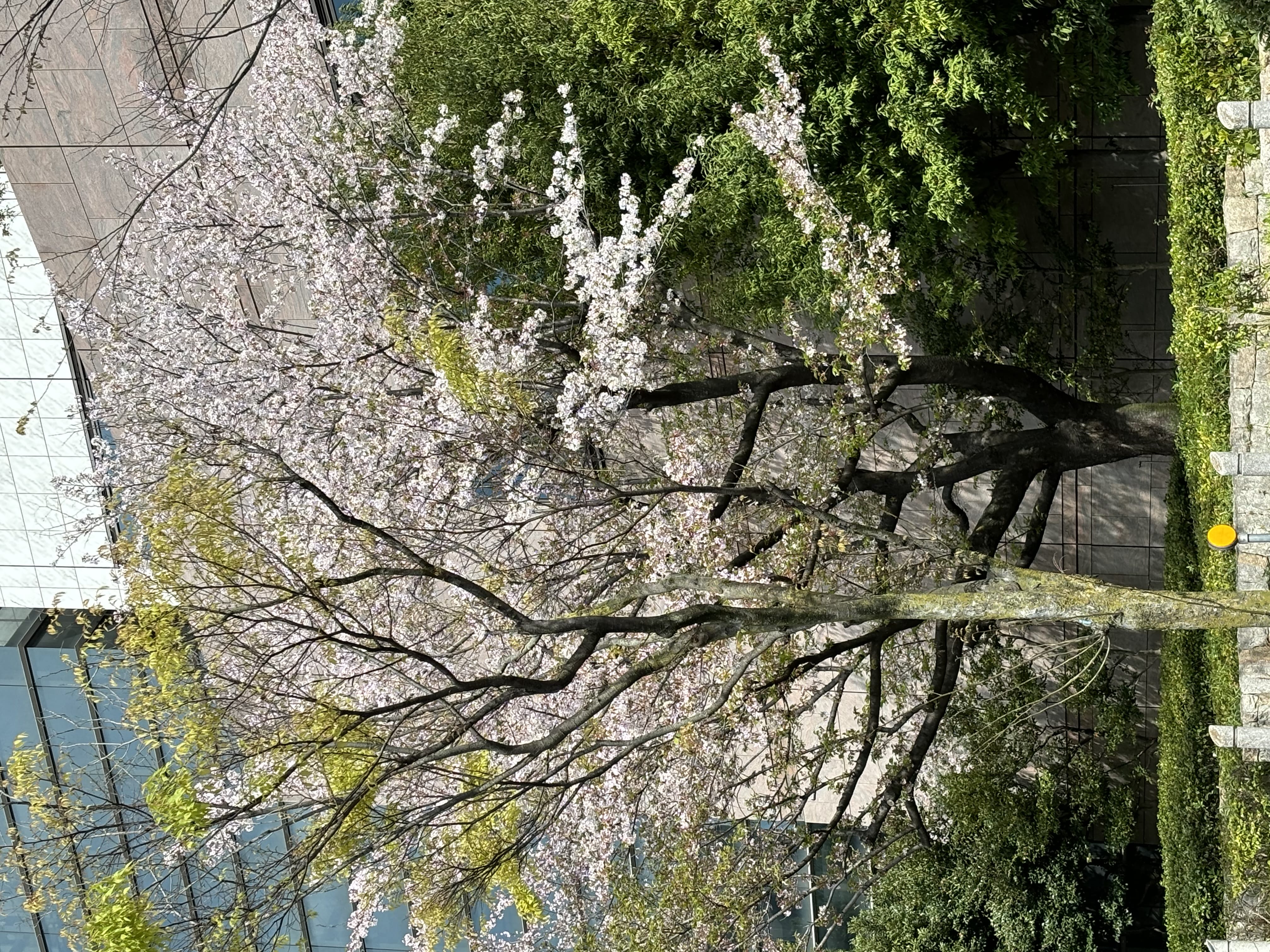 「桜」04/15(月) 02:08 | 北山さんの写メ日記