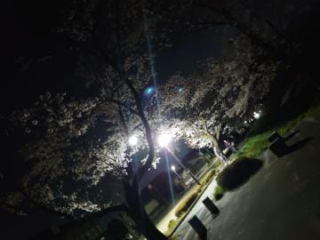 「夜桜…」04/15(月) 11:54 | ゆきのの写メ日記