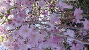 「枝垂れ桜」04/15(月) 16:43 | れんの写メ日記