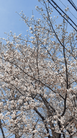 「シュキーーン(^3^)/」04/15(月) 19:08 | ミナミの写メ日記