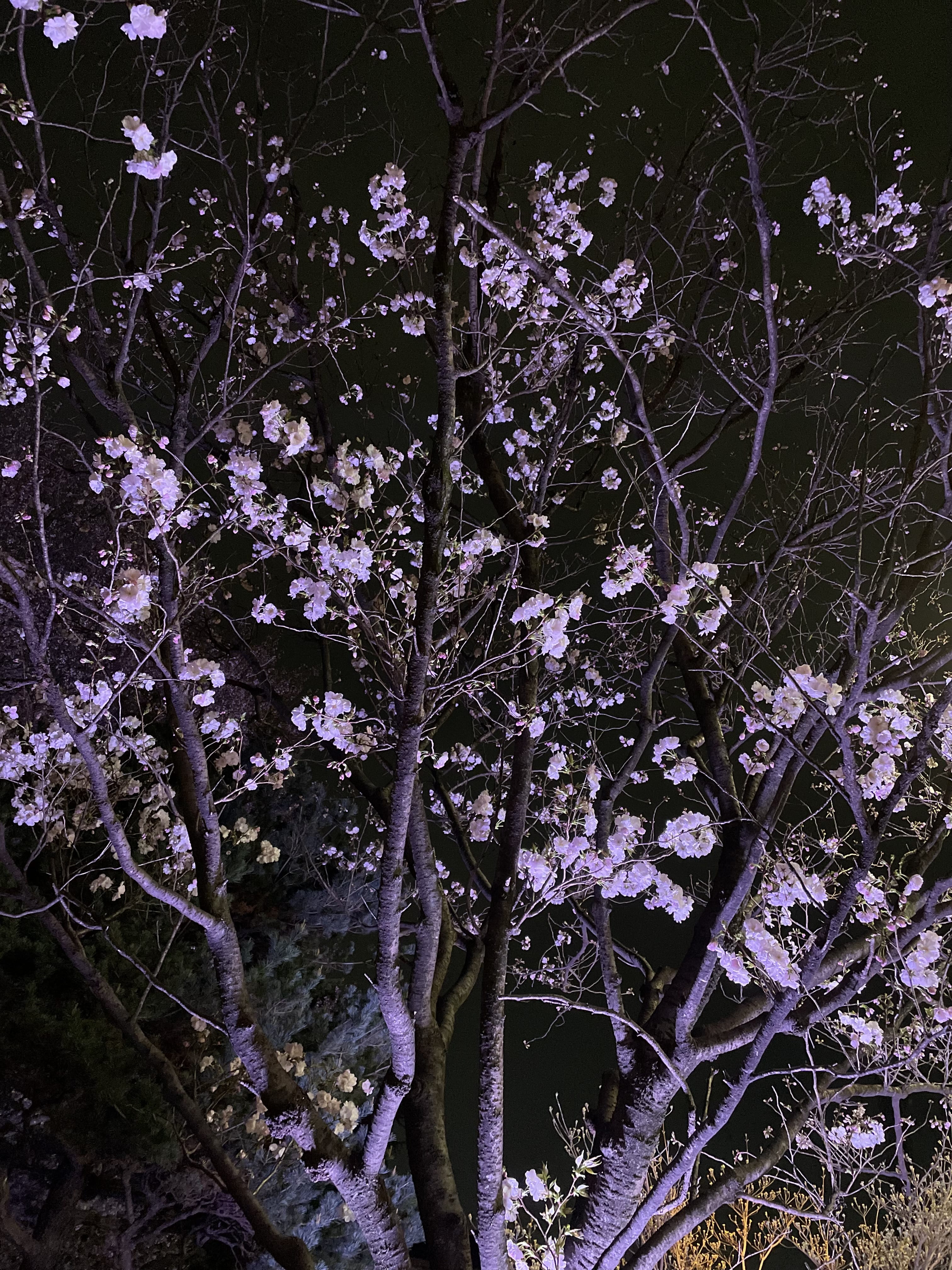 「桜」04/15(月) 20:04 | るかの写メ日記