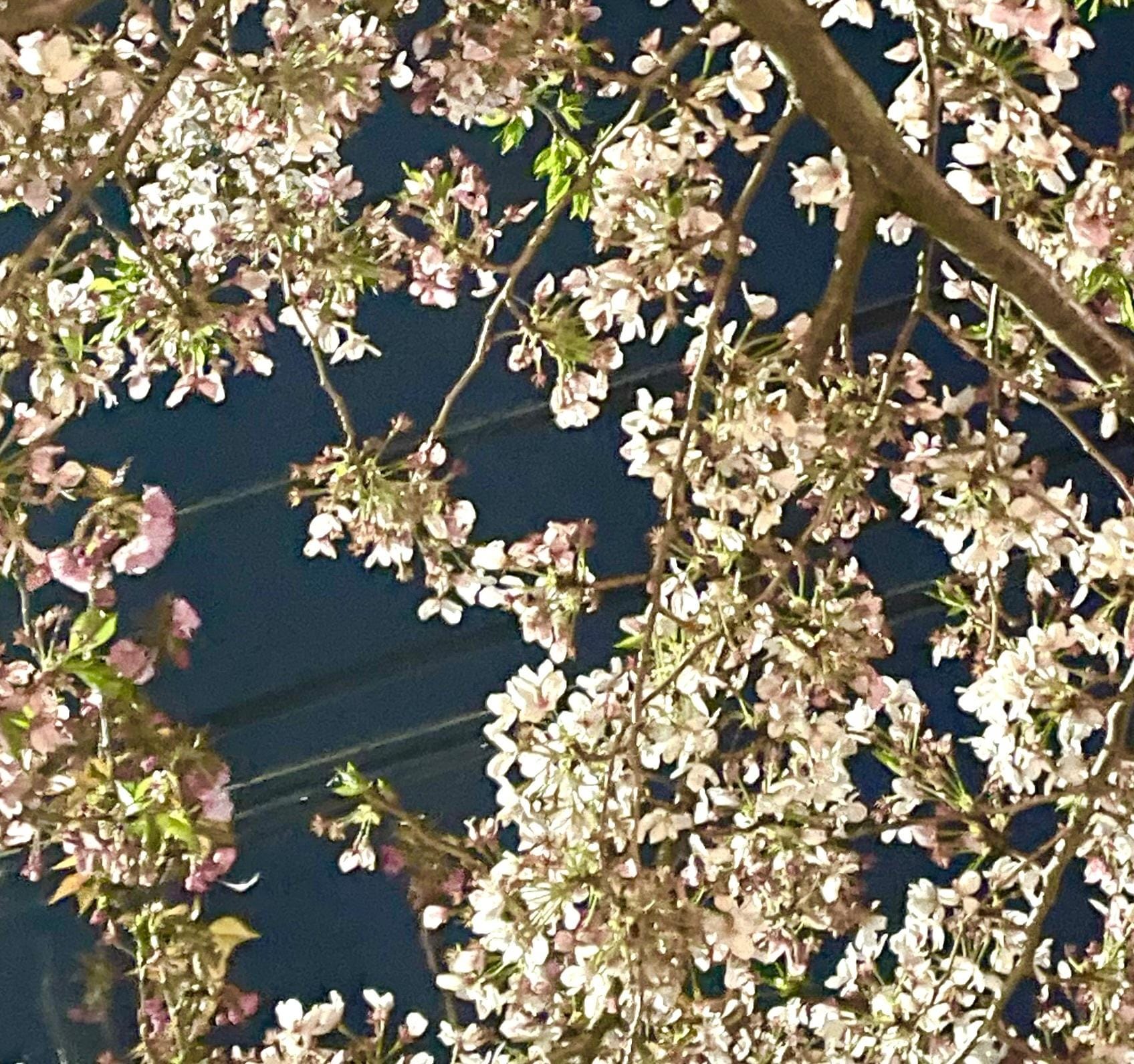 「夜桜も素敵です」04/15(月) 23:01 | 瑞希(みずき)の写メ日記