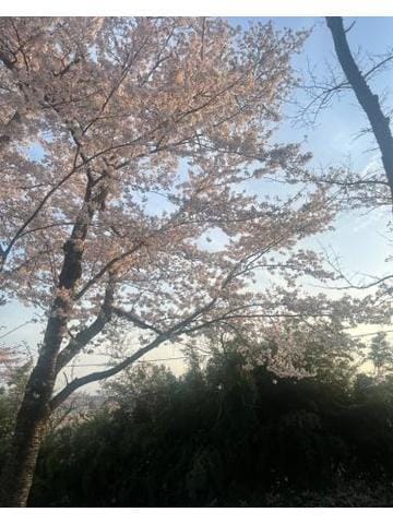 「桜綺麗」04/16(火) 14:07 | るなの写メ