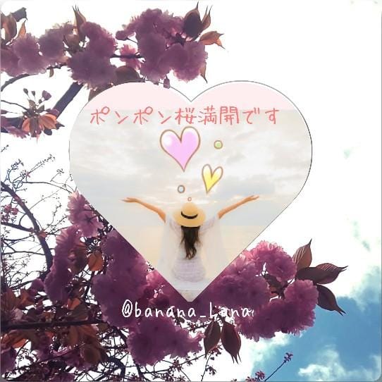 「ポンポン桜満開」04/16(火) 15:11 | るなの写メ日記