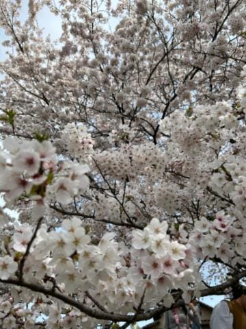 「桜も終わるね」04/16(火) 18:47 | たおの写メ日記