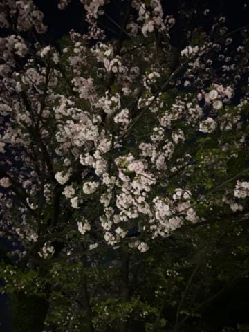 「夜桜！」04/16(火) 20:09 | かなえの写メ日記