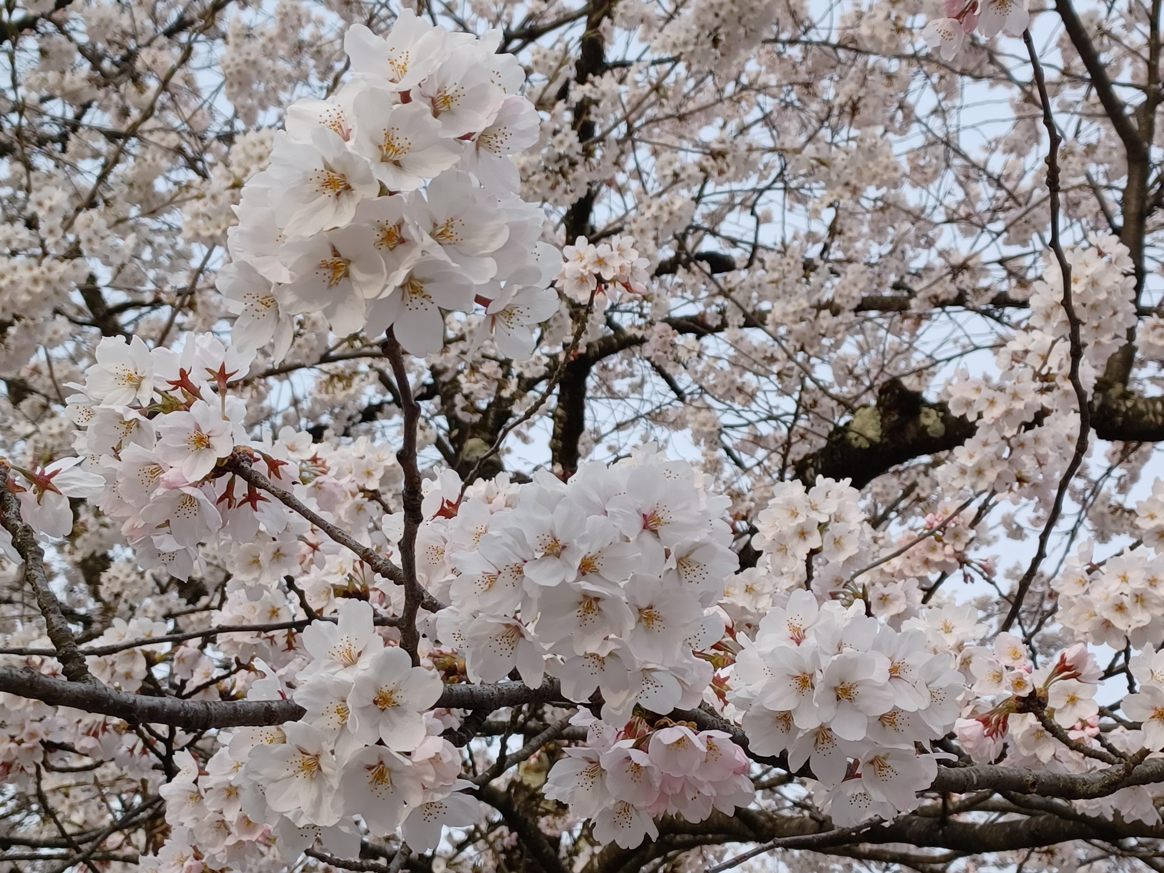 「最後の桜かな？」04/16(火) 22:04 | 松山奈美の写メ